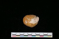 藏品(大舟螺)的圖片